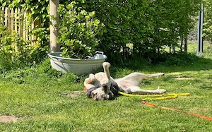 Zuhause für die schöne Velia gesucht Bild 5
