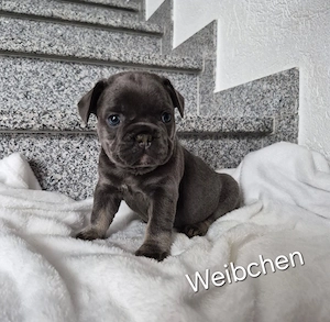 Französische bulldogge welpen