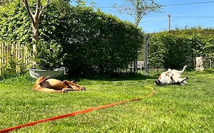 Zuhause für die schöne Velia gesucht Bild 4