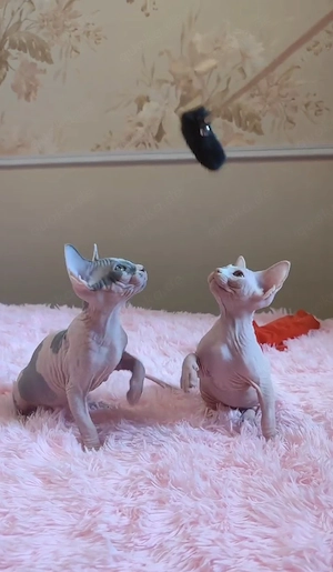 Reinrassige Sphynx-Kätzchen   bereit für ein liebevolles Zuhause!