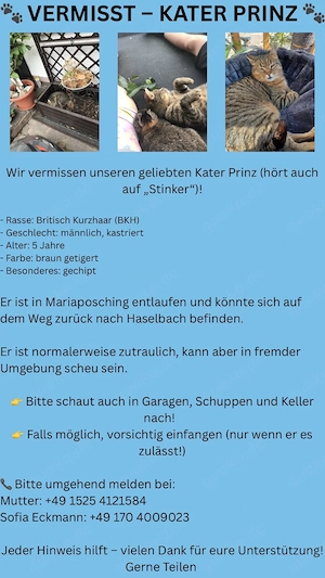 vermisster kater 