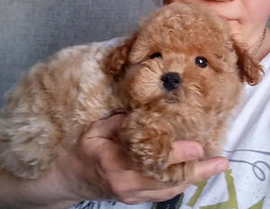 Pudel-Toy.