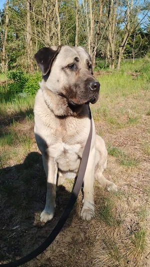 Hündin sucht zu Hause Bild 3