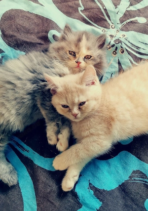 BLH x BKH Kitten Bärchen 