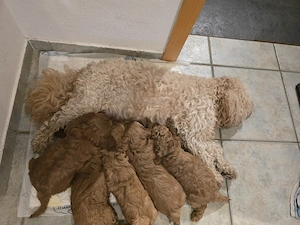 Cavapoo - Welpen