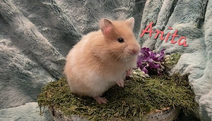 Goldhamster und Teddyhamster Jungtiere 