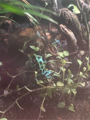 auratus microspot 