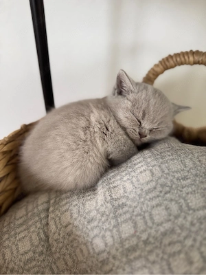 BKH Kitten - zwei suchen noch ein Zuhause