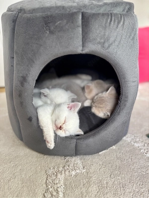 BKH Kitten - zwei suchen noch ein Zuhause
