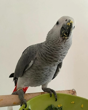 Graupapageien Baby 
