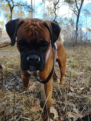 boxer sucht ein liebevolles zuhause 