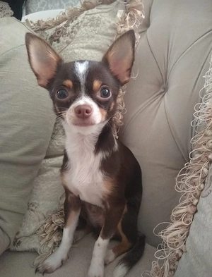 Mini chihuahua Rüden