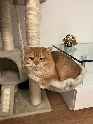 Wunderschöne Britisch Kurzhaar Kitten (Golden Tabby) suchen ein neues Zuhause Bild 8