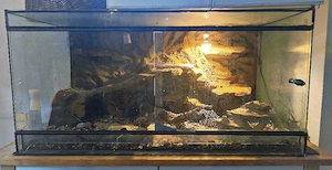 1.2 Kornnattern (3 Stück) + Terrarium