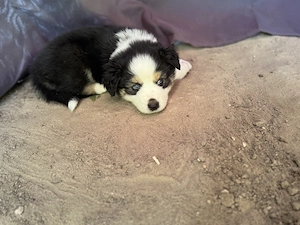 Welpen Australian Shepherd Hunde  