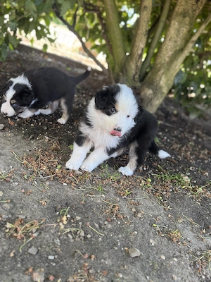 Welpen Australian Shepherd Hunde inklusive Starter Paket 