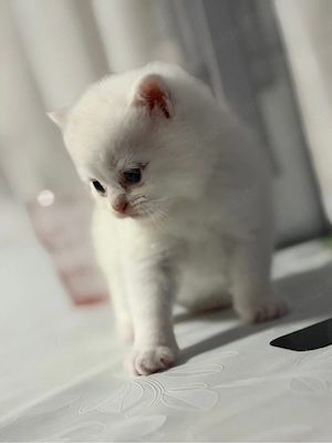     Niedliche Katzenbabys suchen ein Zuhause   