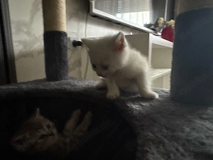     Niedliche Katzenbabys suchen ein Zuhause   