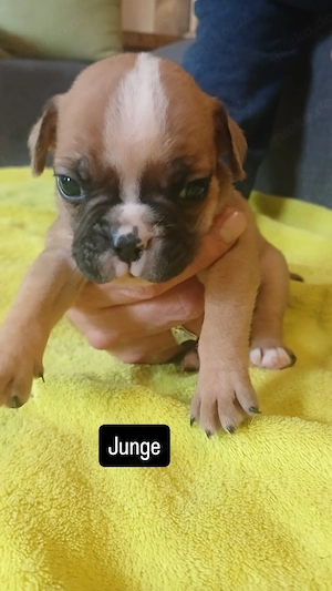 Hundewelpen zu verkaufen 