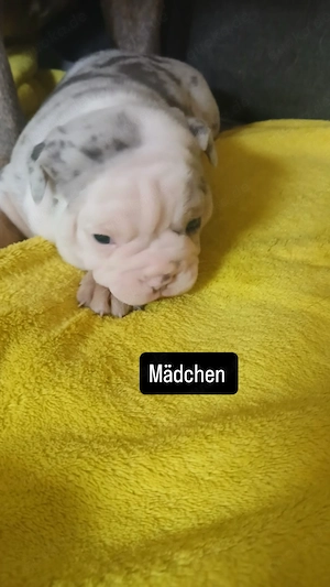 Hundewelpen zu verkaufen 