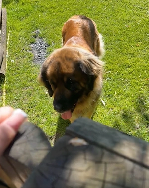 Leonberger Hündin abzugeben 