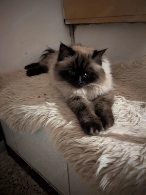 Heilige Birma Kitten 