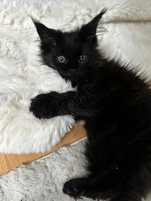 Maine coon  katze sucht neues Zuhause 