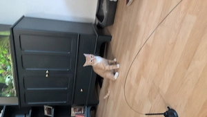 Verkaufe Kater geb am 13.12.25