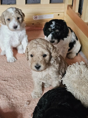 Goldendoodle Welpen