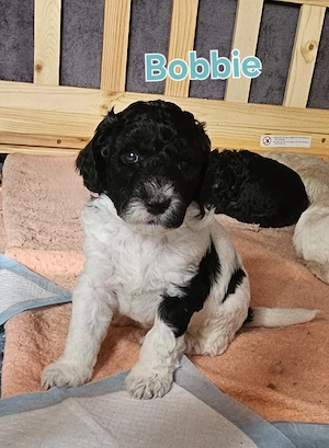 Goldendoodle Welpen