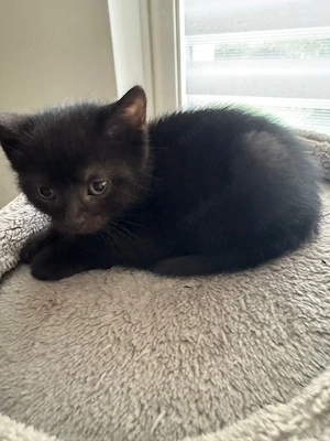 Süße Katzenbabys 