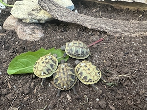 noch wenige 2-jährige griechische Landschildkröten (weiblich) abzugeben, eigene Nachzucht 2024