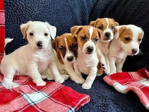 Jack Russel Welpen sind Da!