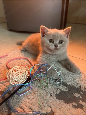 BKH Britisch Kurzhaar Kitten 