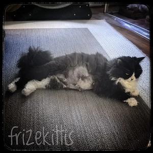 Süße lockige und glatthaarige Selkirk Rex Kätzchen 