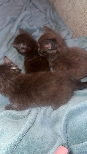 maine coon XL mix katzen babys