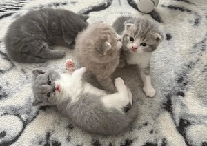 Unsere Baby Katzen suchen ein neues Zuhause