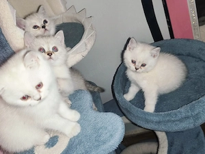  2 BKH Katerchen 