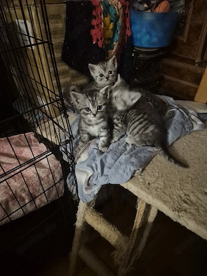 BKH kitten 3 Mädchen  sind noch frei 