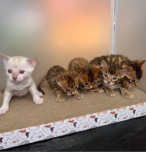 Wunderschöne Bengal-Kätzchen suchen liebevolles Zuhause   