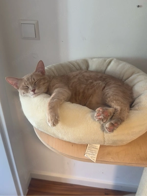 katzen abzugeben