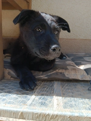Malinois Mischlings Welpen 
