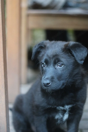 Malinois Aussiedor Mix Welpen