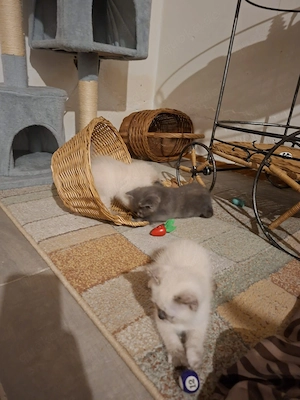 Wunderschöne Katzenbabys   BKH Birman Mix mit Point-Farben 
