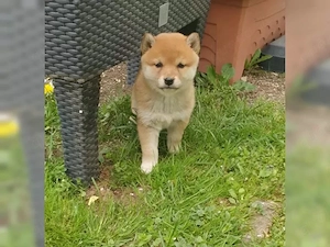 2 Reinrassige Shiba Inu Welpen