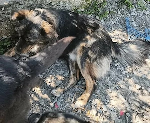 Linus - darf er dein Begleiter werden? Bild 4