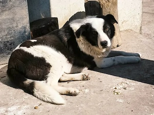 Lio-Lee hätte gerne ein liebevolles Zuhause für immer