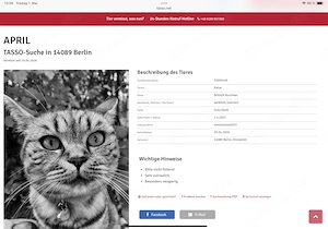 Haustier - Katze BKH