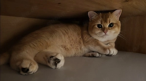Bkh Kater Golden shaded