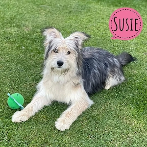 Susie, traumhaft schöne Junghündin, Berger de Picardie   Collie   Terrier Mix, katzenverträglich
